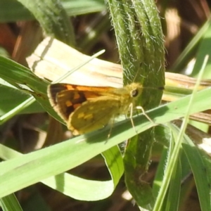 Ocybadistes walkeri at Lake Burley Griffin West - 31 Mar 2024 12:06 PM