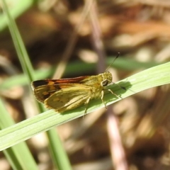 Ocybadistes walkeri at Lake Burley Griffin West - 31 Mar 2024 12:06 PM