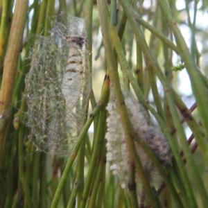 Anestia (genus) at Black Mountain Peninsula (PEN) - 31 Mar 2024