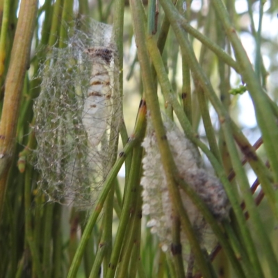 Anestia (genus) (A tiger moth) at Acton, ACT - 31 Mar 2024 by HelenCross