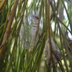 Anestia (genus) at Black Mountain Peninsula (PEN) - 31 Mar 2024