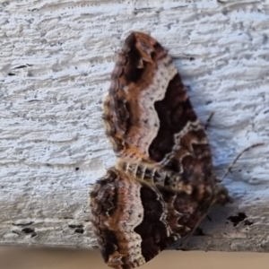 Chrysolarentia lucidulata at QPRC LGA - suppressed