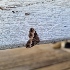 Chrysolarentia lucidulata at QPRC LGA - 11 Feb 2024