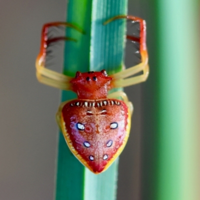 Arkys cornutus at Broulee Moruya Nature Observation Area - 30 Mar 2024 by LisaH