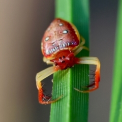 Arkys cornutus at Moruya, NSW - suppressed