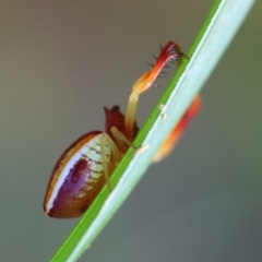 Arkys cornutus at Moruya, NSW - suppressed