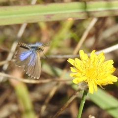 Theclinesthes serpentata (Saltbush Blue) at Lake Burley Griffin West - 31 Mar 2024 by HelenCross