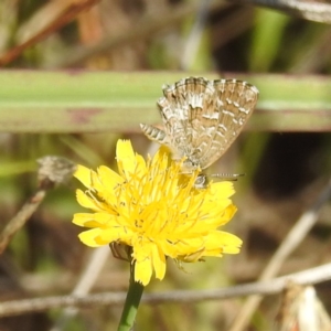 Theclinesthes serpentata at Black Mountain Peninsula (PEN) - 31 Mar 2024 12:16 PM