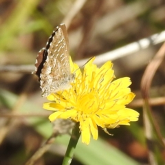 Theclinesthes serpentata at Black Mountain Peninsula (PEN) - 31 Mar 2024 12:16 PM