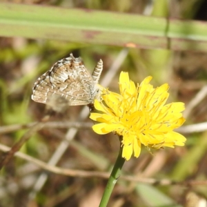 Theclinesthes serpentata at Black Mountain Peninsula (PEN) - 31 Mar 2024 12:16 PM