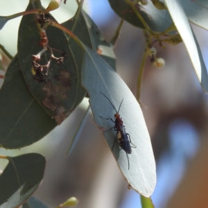 Braconidae (family) at Lake Burley Griffin West - 31 Mar 2024