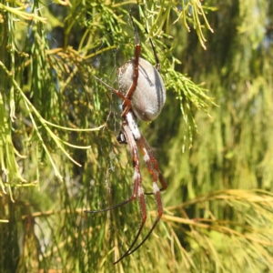 Trichonephila edulis at Black Mountain Peninsula (PEN) - 31 Mar 2024