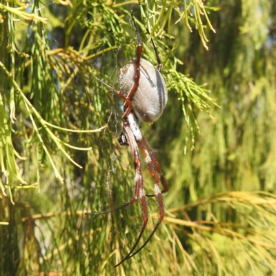 Trichonephila edulis (Golden orb weaver) at Acton, ACT - 31 Mar 2024 by HelenCross