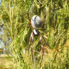 Trichonephila edulis at Black Mountain Peninsula (PEN) - 31 Mar 2024