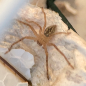 Neosparassus sp. (genus) at Mount Ainslie to Black Mountain - 31 Mar 2024