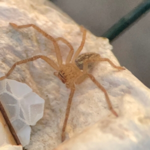 Neosparassus sp. (genus) at Mount Ainslie to Black Mountain - 31 Mar 2024