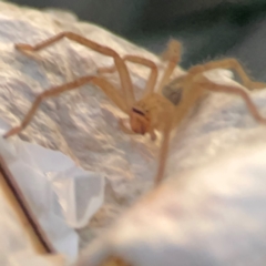 Neosparassus sp. (genus) at Mount Ainslie to Black Mountain - 31 Mar 2024