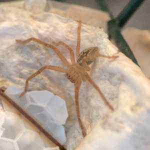 Neosparassus sp. (genus) at Mount Ainslie to Black Mountain - 31 Mar 2024