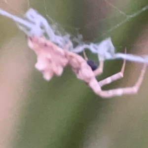 Philoponella congregabilis at Mount Ainslie to Black Mountain - 31 Mar 2024 07:08 PM