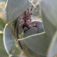 Sandalodes scopifer at Mount Ainslie to Black Mountain - 31 Mar 2024