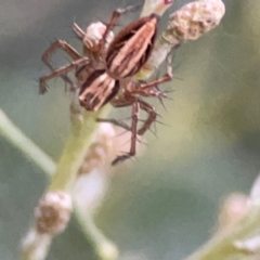 Oxyopes sp. (genus) (Lynx spider) at Commonwealth & Kings Parks - 31 Mar 2024 by Hejor1