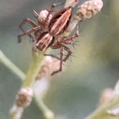 Oxyopes (genus) (Lynx spider) at Mount Ainslie to Black Mountain - 31 Mar 2024 by Hejor1