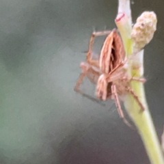 Oxyopes sp. (genus) at Mount Ainslie to Black Mountain - 31 Mar 2024 06:59 PM