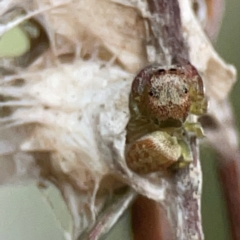 Opisthoncus sp. (genus) at Parkes, ACT - 31 Mar 2024 by Hejor1