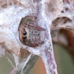 Opisthoncus sp. (genus) at Mount Ainslie to Black Mountain - 31 Mar 2024