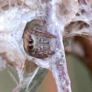 Opisthoncus sp. (genus) at Mount Ainslie to Black Mountain - 31 Mar 2024