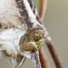 Opisthoncus sp. (genus) at Mount Ainslie to Black Mountain - 31 Mar 2024