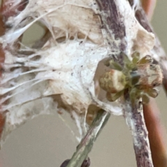 Opisthoncus sp. (genus) at Mount Ainslie to Black Mountain - 31 Mar 2024