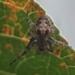 Plebs eburnus (Eastern bush orb-weaver) at Mount Ainslie to Black Mountain - 31 Mar 2024 by Hejor1