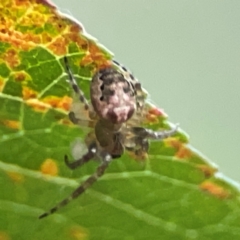 Plebs eburnus at Undefined Area - 31 Mar 2024 06:30 PM