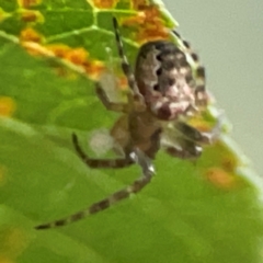 Plebs eburnus at Undefined Area - 31 Mar 2024 06:30 PM