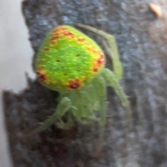 Araneus circulissparsus (species group) (Speckled Orb-weaver) at Mount Ainslie to Black Mountain - 31 Mar 2024 by Hejor1