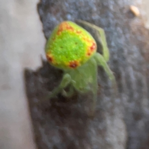 Araneus circulissparsus (species group) at Undefined Area - 31 Mar 2024 06:22 PM