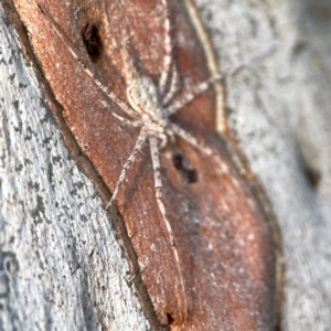 Tamopsis sp. (genus) at Mount Ainslie to Black Mountain - 31 Mar 2024