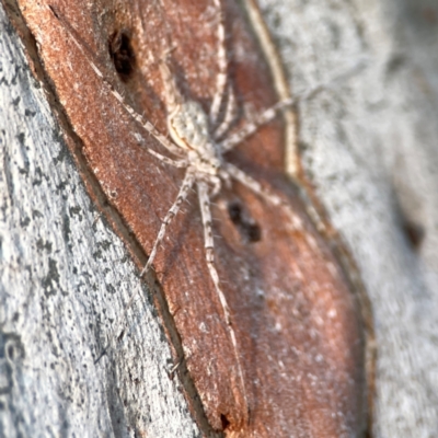 Tamopsis sp. (genus) (Two-tailed spider) at Mount Ainslie to Black Mountain - 31 Mar 2024 by Hejor1