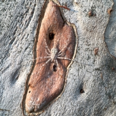 Tamopsis sp. (genus) at Mount Ainslie to Black Mountain - 31 Mar 2024