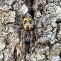 Unidentified Other hunting spider at Parkes, ACT - 31 Mar 2024 by Hejor1