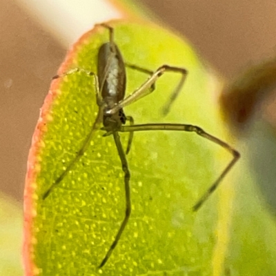 Tetragnatha sp. (genus) at Parkes, ACT - 31 Mar 2024 by Hejor1