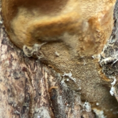 Phellinus sp. (non-resupinate) (A polypore) at Mount Ainslie to Black Mountain - 31 Mar 2024 by Hejor1