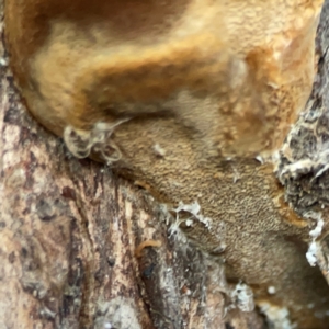 Phellinus sp. (non-resupinate) at Mount Ainslie to Black Mountain - 31 Mar 2024