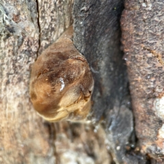 Phellinus sp. (non-resupinate) at Mount Ainslie to Black Mountain - 31 Mar 2024 06:00 PM