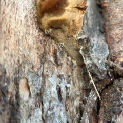 Phellinus sp. (non-resupinate) at Mount Ainslie to Black Mountain - 31 Mar 2024