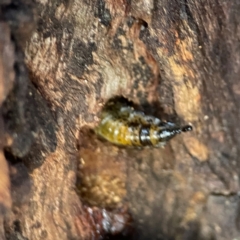 Pterygophorinae (subfamily) (Sawfly) at Mount Ainslie to Black Mountain - 31 Mar 2024 by Hejor1