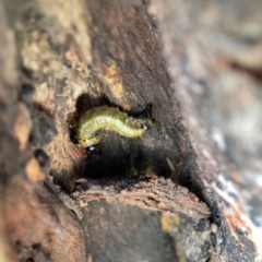 Pterygophorinae (subfamily) at Mount Ainslie to Black Mountain - 31 Mar 2024