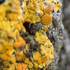 Xanthoria sp. (genus) (A lichen) at Commonwealth Park (CWP) - 31 Mar 2024 by Hejor1