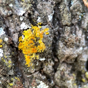 Xanthoria sp. at Commonwealth Park (CWP) - 31 Mar 2024 06:12 PM